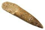 Fossil Plesiosaur (Zarafasaura) Tooth - Morocco #269250-1